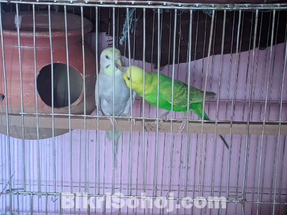 Budgerigar & Betta, guppy & gourami fish